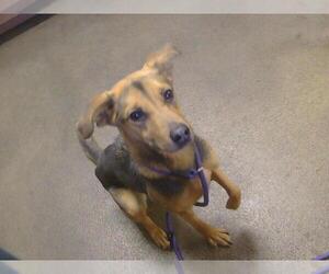 German Shepherd Dog-Unknown Mix Dogs for adoption in Sacramento, CA, USA