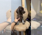 Small Photo #2 German Shorthaired Pointer Puppy For Sale in BUSHNELL, FL, USA