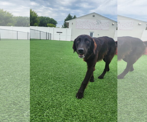 Medium Photo #14 Australian Retriever Puppy For Sale in Buffalo, MN, USA