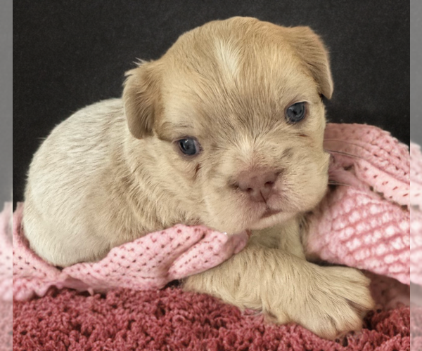 Medium Photo #1 French Bulldog Puppy For Sale in TUCSON, AZ, USA