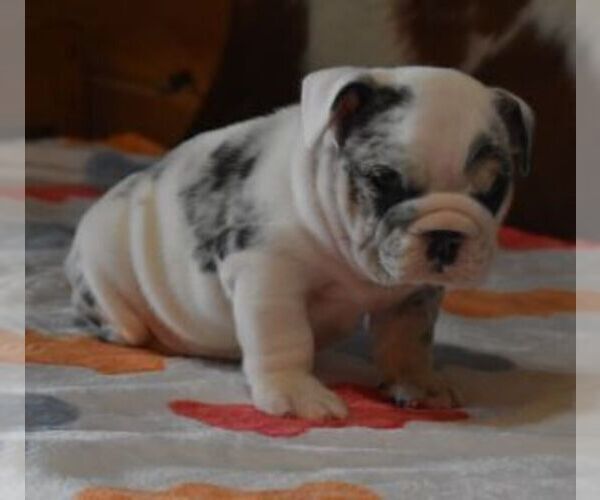 Medium Photo #1 English Bulldog Puppy For Sale in MARSHFIELD, MO, USA
