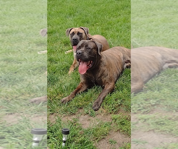 Medium Photo #7 America Bandogge Mastiff-Cane Corso Mix Puppy For Sale in KANSAS CITY, MO, USA