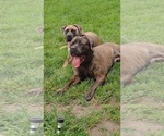 Small #6 America Bandogge Mastiff-Cane Corso Mix
