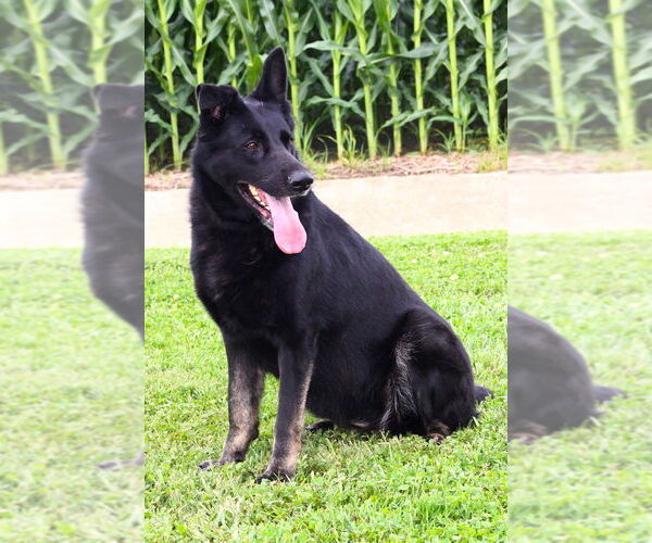 Medium Photo #2 German Shepherd Dog Puppy For Sale in Evansville, IN, USA