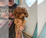 Small #3 Poodle (Miniature)