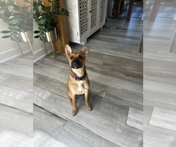 Medium Photo #3 Mutt Puppy For Sale in The Woodlands, TX, USA
