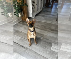 Punkin - Female Mutt Dog for Adoption - Photo #3