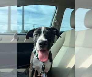 American Pit Bull Terrier-Unknown Mix Dogs for adoption in Key Largo, FL, USA