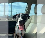 Small American Pit Bull Terrier Mix