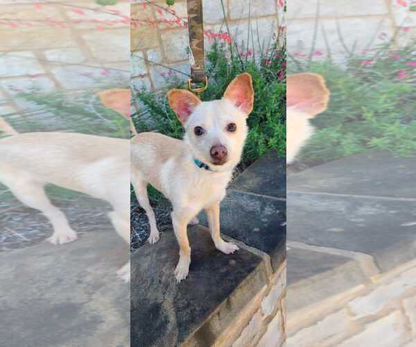 Medium Photo #3 Chihuahua-Parson Russell Terrier Mix Puppy For Sale in Pipe Creek, TX, USA