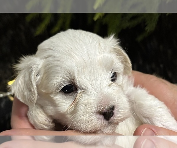 Medium Photo #14 Maltese Puppy For Sale in ROCK STREAM, NY, USA
