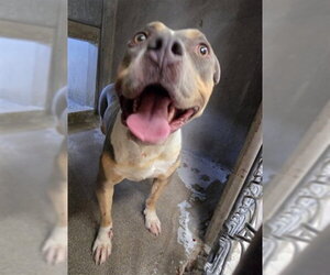 Mutt Dogs for adoption in San Bernardino, CA, USA