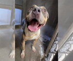 SCARLETT - Female Mutt Dog for Adoption - Small photo