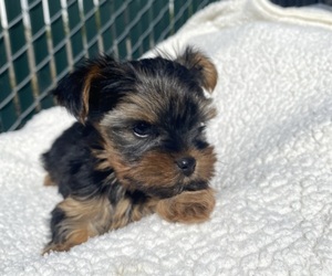 Yorkshire Terrier Puppy for sale in SANTA CRUZ, CA, USA