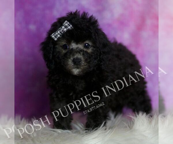 Medium Photo #122 Poodle (Toy) Puppy For Sale in WARSAW, IN, USA
