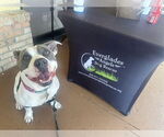 Small #11 American Pit Bull Terrier
