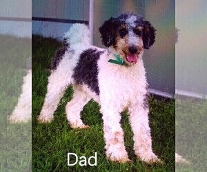 Father of the Miniature Bernedoodle puppies born on 01/09/2023
