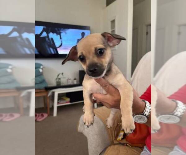 Medium Photo #7 Chiweenie Puppy For Sale in LA PINE, OR, USA