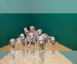 Small Photo #1 Dalmatian Puppy For Sale in DUVALL, WA, USA