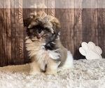 Small #1 Havanese