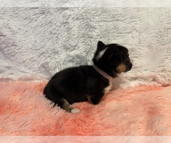 Medium Photo #5 American Corgi Puppy For Sale in CANAL WINCHESTER, OH, USA