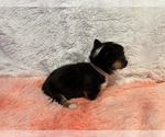 Small #4 American Corgi