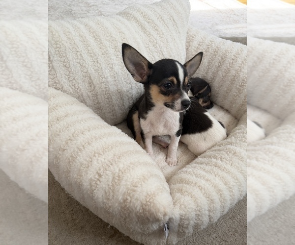 Medium Photo #3 Chihuahua Puppy For Sale in GLEN ALLEN, VA, USA