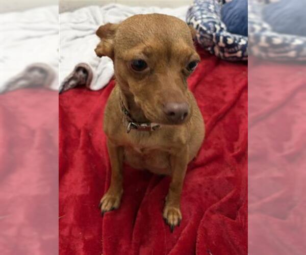 Medium Photo #1 Chihuahua Puppy For Sale in Rosenberg, TX, USA