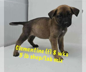 Medium Labrador Retriever Mix