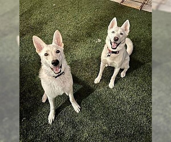 Medium Photo #4 German Shepherd Dog Puppy For Sale in Dana Point, CA, USA