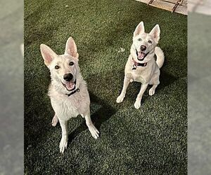 Everest - Male German Shepherd Dog Dog for Adoption - Photo #4