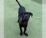Small #6 Boxer Mix