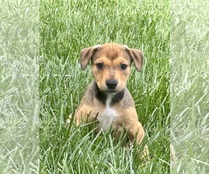 Mutt Dogs for adoption in Hillsboro, MO, USA