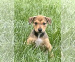Small Mutt