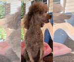 Small #11 Poodle (Miniature)