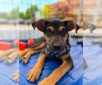 Small #1 Labrador Retriever Mix