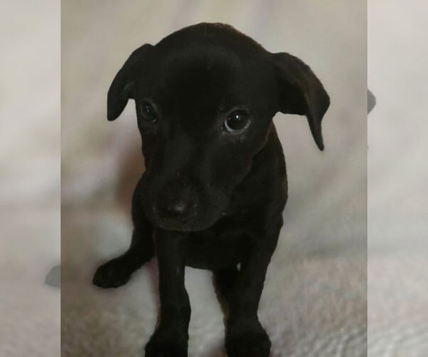 Medium Photo #5 Labrador Retriever-Unknown Mix Puppy For Sale in Alexander, AR, USA