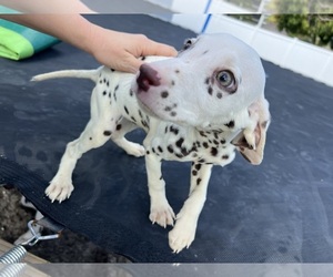 Dalmatian Puppy for sale in PORT SAINT LUCIE, FL, USA