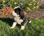 Puppy Cove Bernedoodle