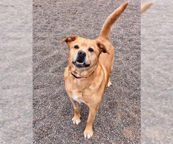 Medium Photo #8 American Pit Bull Terrier-Labrador Retriever Mix Puppy For Sale in Webster, WI, USA