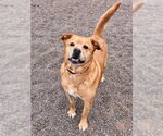 Small #7 American Pit Bull Terrier-Labrador Retriever Mix