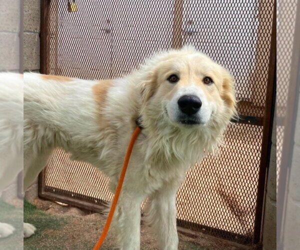 Medium Photo #4 Great Pyrenees-Unknown Mix Puppy For Sale in Lakewood, CO, USA