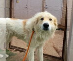 Small #3 Great Pyrenees Mix