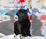 Small Photo #5 German Shepherd Dog Puppy For Sale in CLEVELAND, TN, USA
