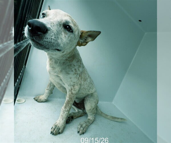 Medium Photo #1 Mutt Puppy For Sale in Augusta, GA, USA