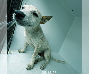 Mutt Dogs for adoption in Augusta, GA, USA