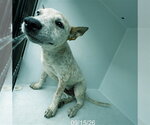 ALLEN - Male Mutt Dog for Adoption - Small photo