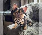 Small Photo #1 French Bulldog Puppy For Sale in HOWELL, MI, USA