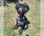 Small Poodle (Standard) Mix