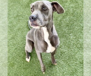 Weimaraner Dogs for adoption in Tavares, FL, USA